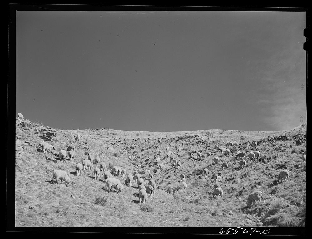 [Untitled photo, possibly related to: Beaverhead County, Montana. Sheep on the range]. Sourced from the Library of Congress.