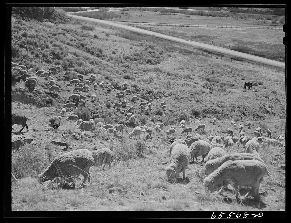 Beaverhead County, Montana. Sheep on the range. Sourced from the Library of Congress.