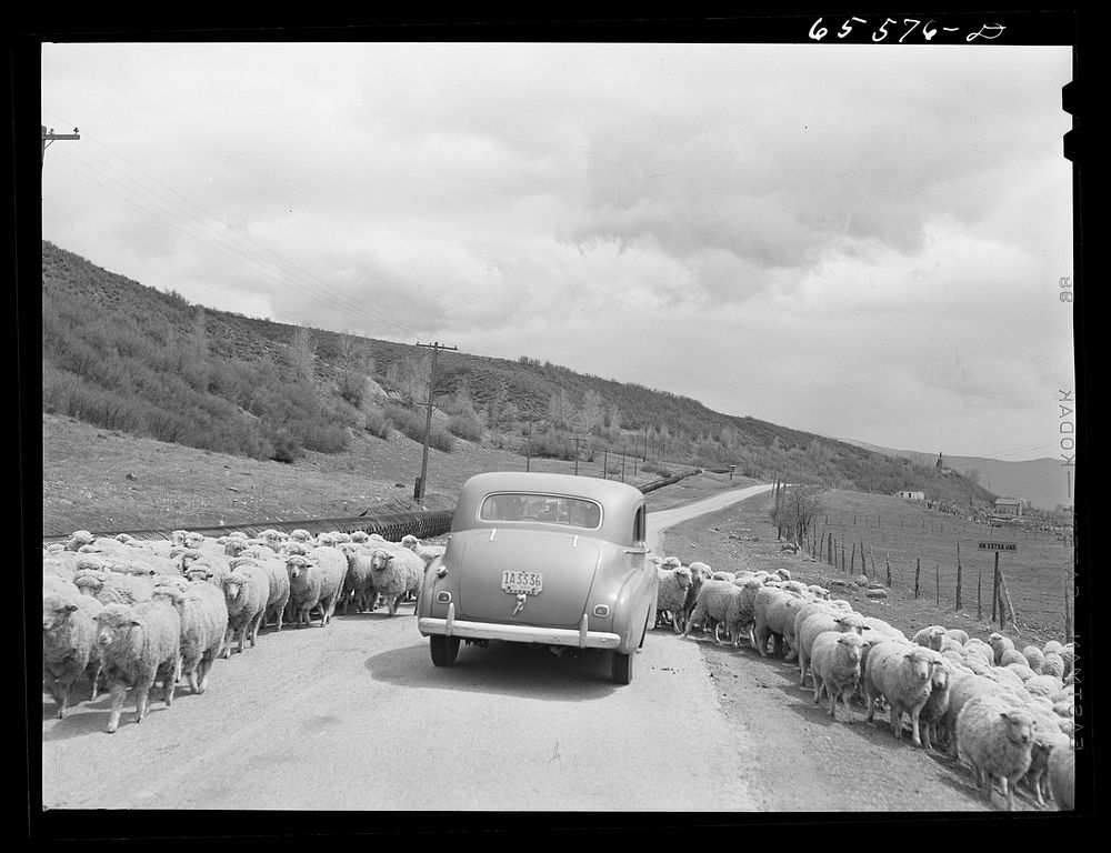 Duchesne County, Utah. Car plowing through sheep on their way down from the range. Sourced from the Library of Congress.
