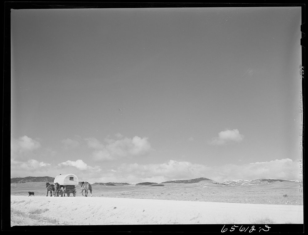 [Untitled photo, possibly related to: Beaverhead County, Montana. Sheepherder going out on the range with his outfit].…