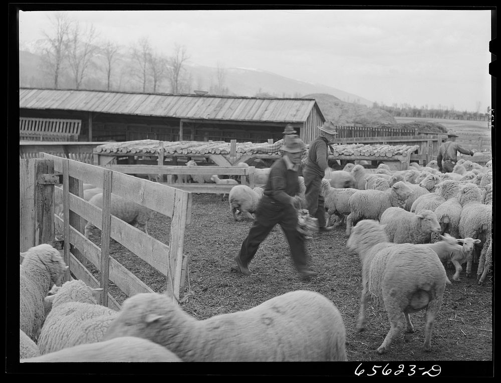 [Untitled photo, possibly related to: Ravalli County, Montana. Branding, tail cutting, docking, and ear slitting operations…