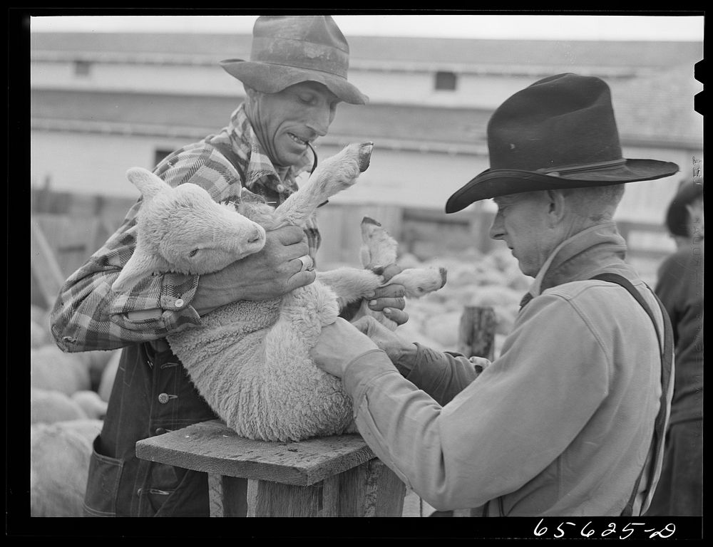 [Untitled photo, possibly related to: Ravalli County, Montana. Castrating young lambs]. Sourced from the Library of Congress.