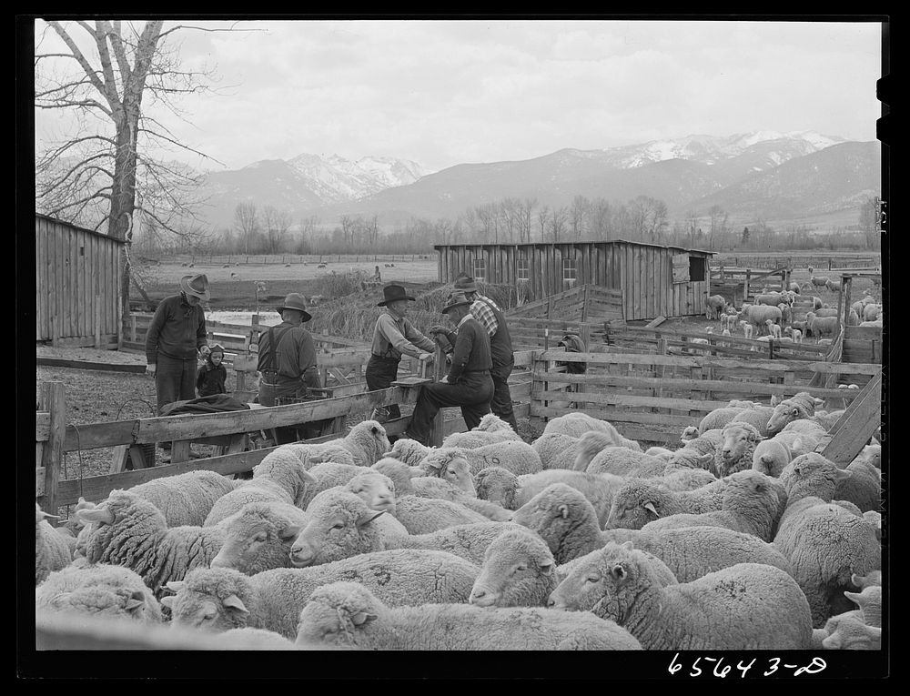 Ravalli County, Montana. Branding, tail cutting, docking, and ear slitting operations on Clarence Goff's sheep farm. Sourced…