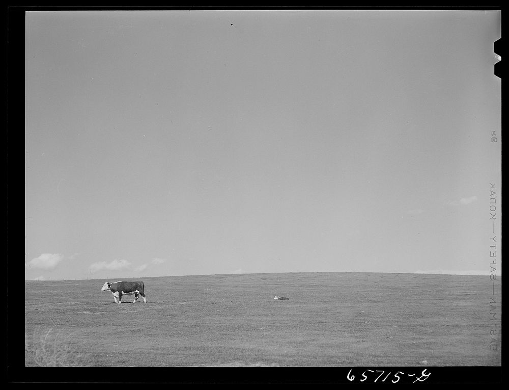 Cow and calf in Nebraska. Sourced from the Library of Congress.
