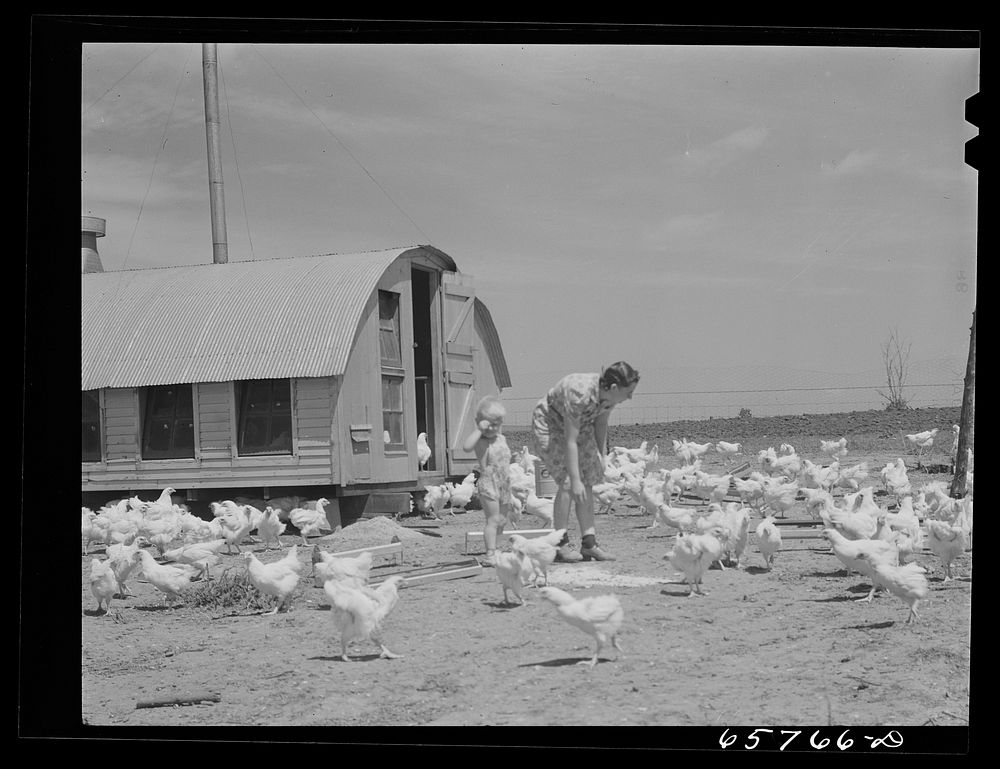 Lancaster County, Nebraska. Mrs. Lynn May, FSA (Farm Security Administration) borrower, feeding chickens. Sourced from the…