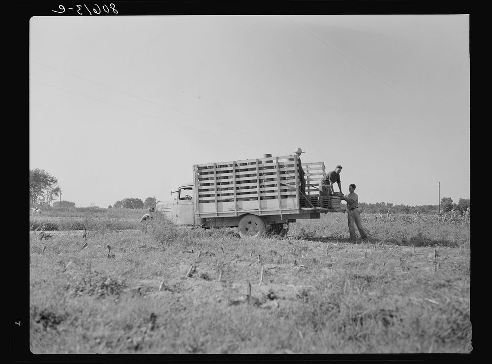[Untitled photo, possibly related to: Pickers load their baskets directly onto the truck bound for packing plant. Dorchester…
