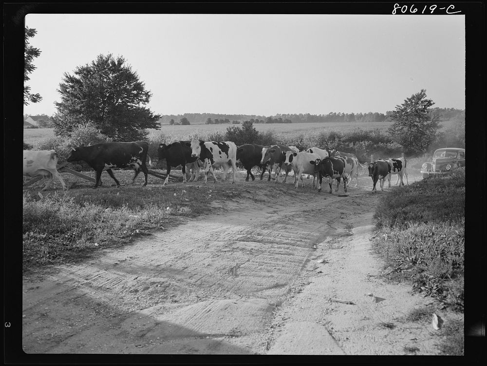 Dairy cattle coming home for milking on the Roger Dauber farm. Dorchester County, Maryland. Sourced from the Library of…