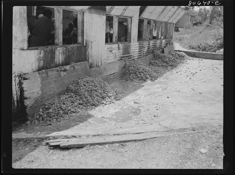 Spoiled tomatoes and peelings are dumped out the back windows of the Lennord Cannery, where later they are removed by…