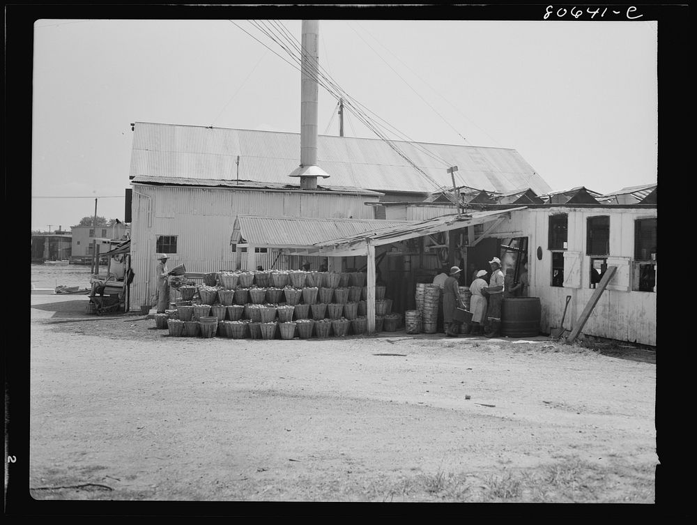 [Untitled photo, possibly related to: At the Lennord Cannery tomatoes in baskets are piled in the sun before canning and the…