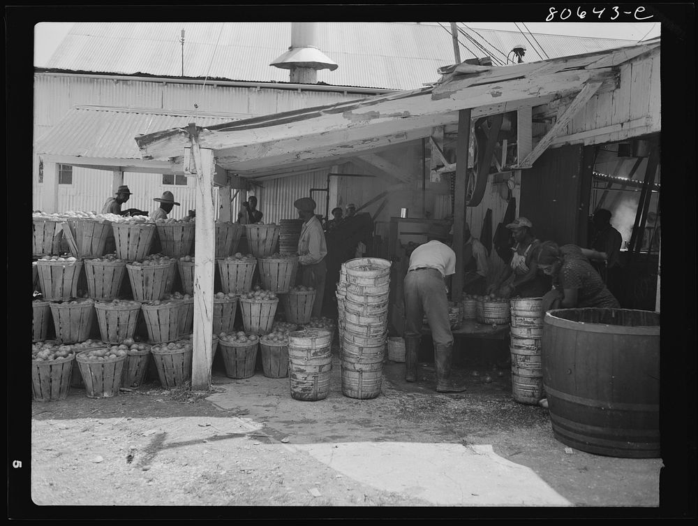 At the Lennord Cannery tomatoes in baskets are piled in the sun before canning and the washing is done under an open shed.…