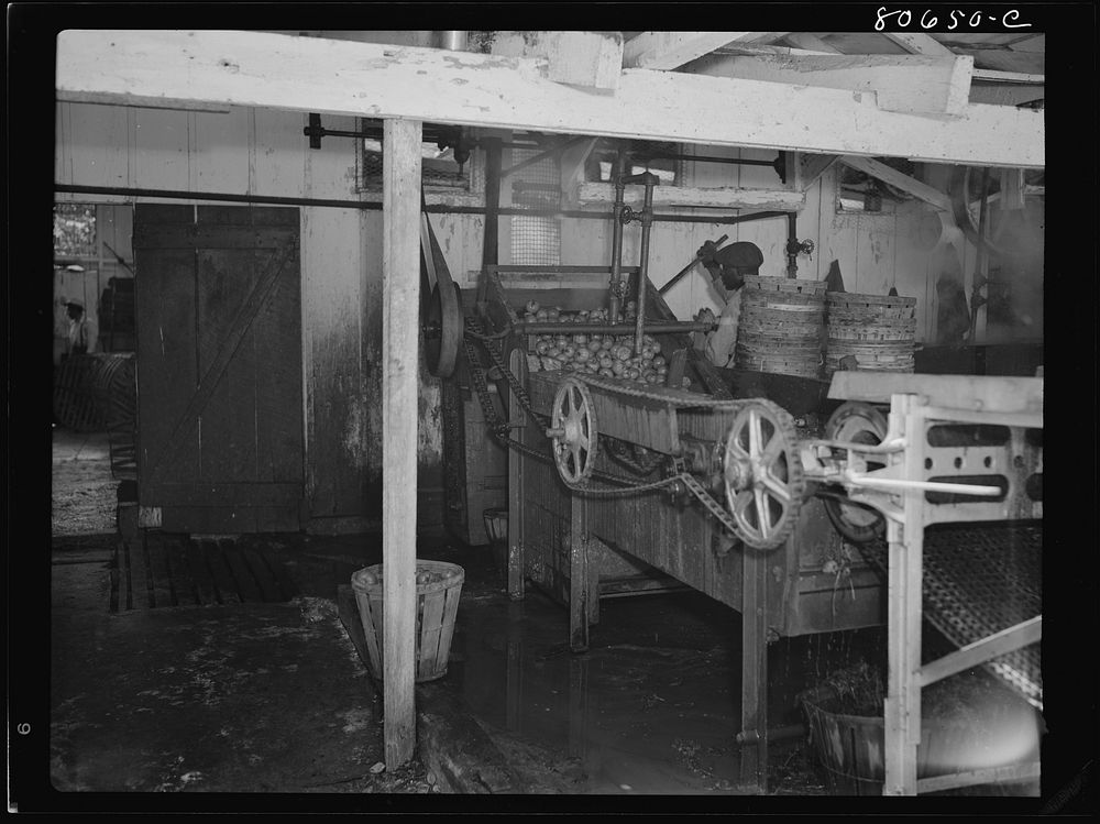 Tomatoes washing under an open shed in the Lennord Cannery. Cambridge, Maryland. Sourced from the Library of Congress.