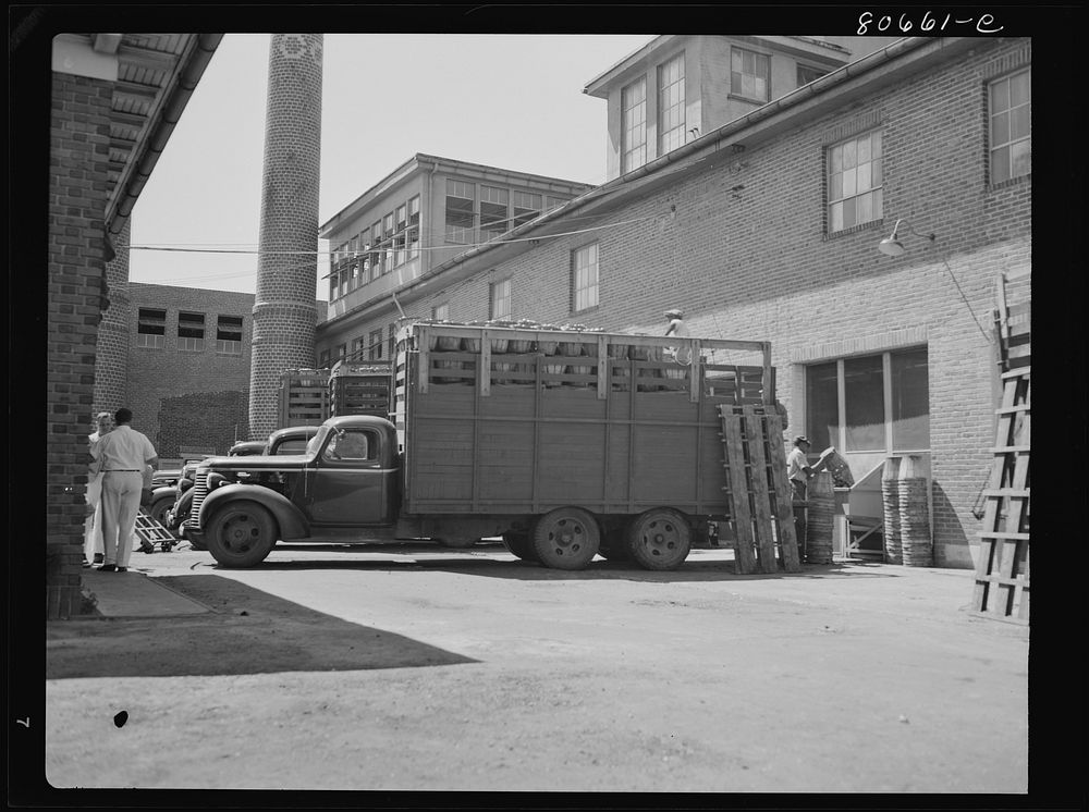 Trucks come directly from field and unload tomatoes directly into the canning room. Phillips Packing Company, Cambridge…