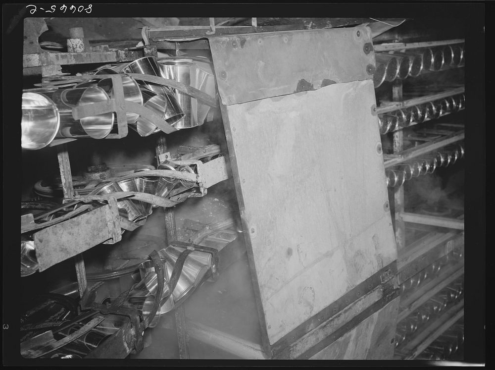 Cans, after sterilizing in steam, travel in conveyor belt to canning room. Phillips Packing Company, Cambridge, Maryland.…