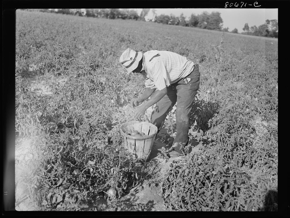 [Untitled photo, possibly related to: All the picking of tomatoes is done by hand, but most of the labor is local, the…