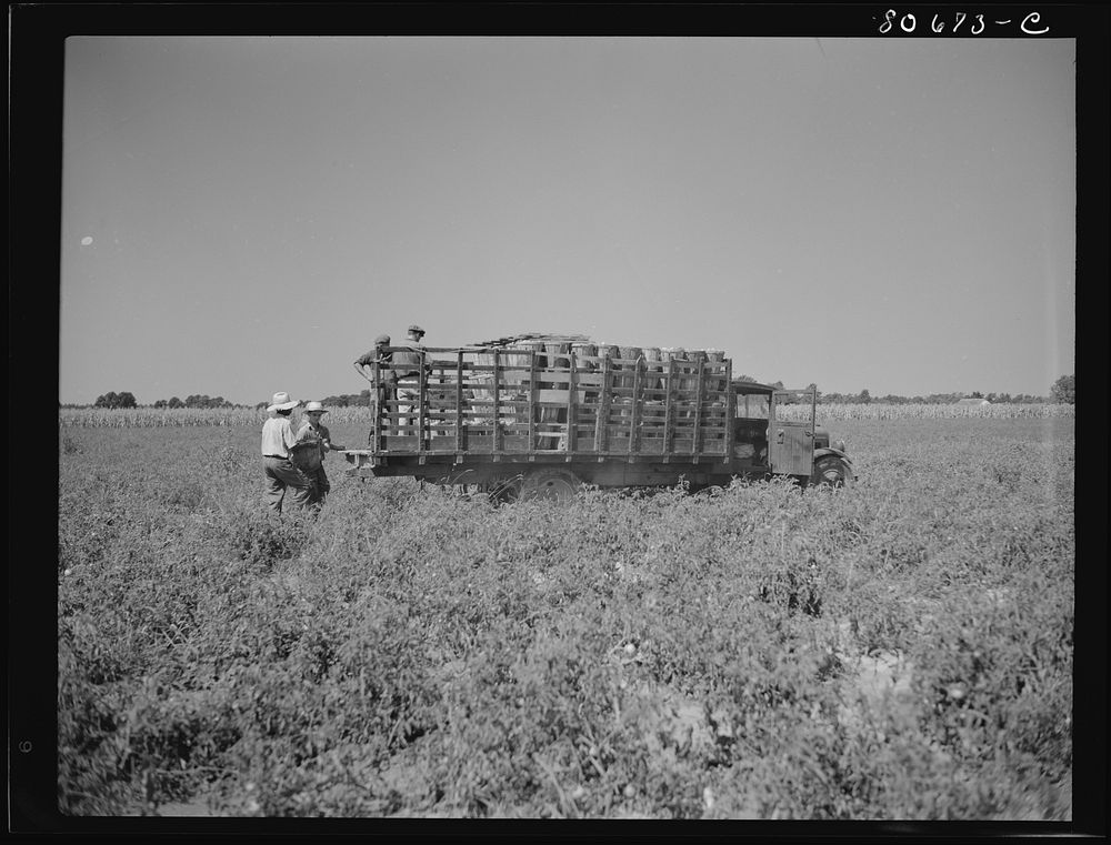 The trucks drive down the rows of tomato plants and are loaded by the pickers individually. Dorchester County, Maryland.…