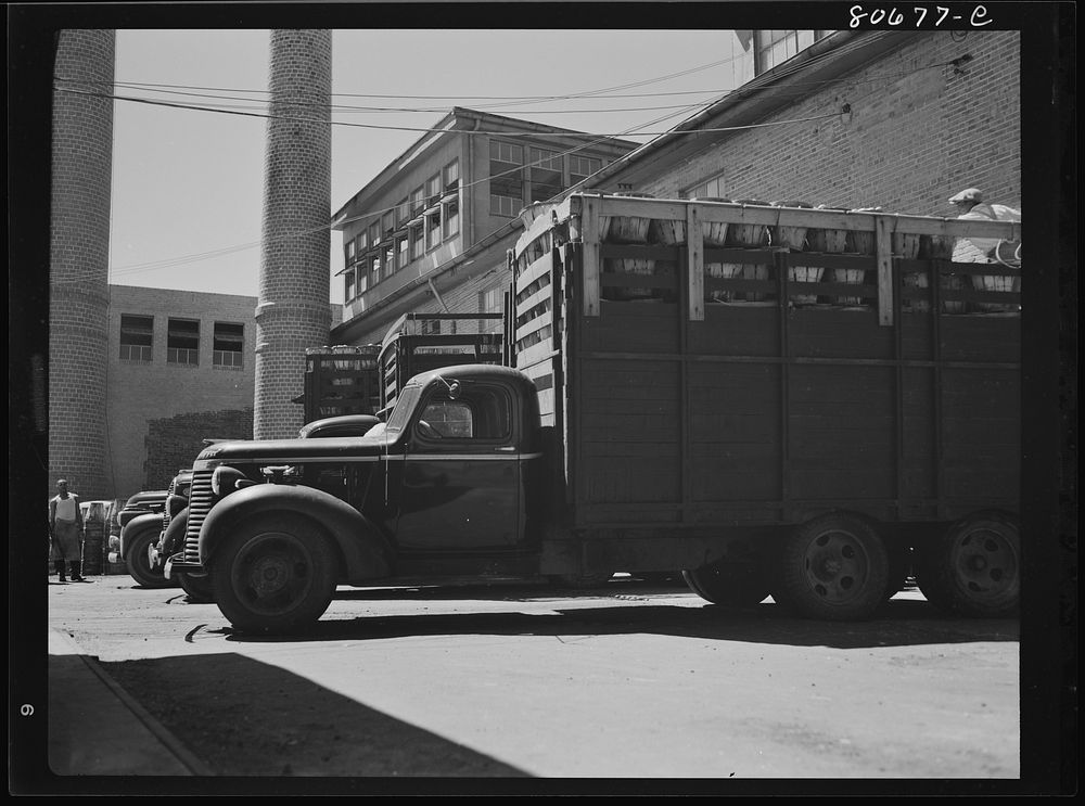 Trucks unload tomatoes directly into the packing rooms. Phillips Packing Company, Cambridge, Maryland. Sourced from the…