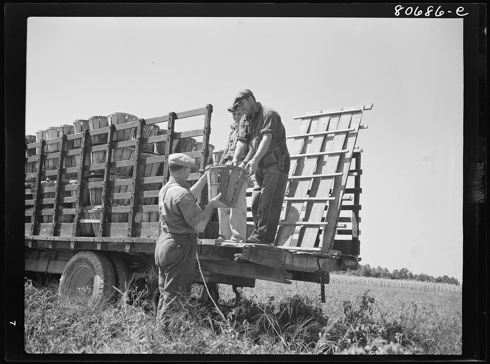 Pickers load their baskets directly onto the truck bound for packing plant. Dorchester County, Maryland. Sourced from the…