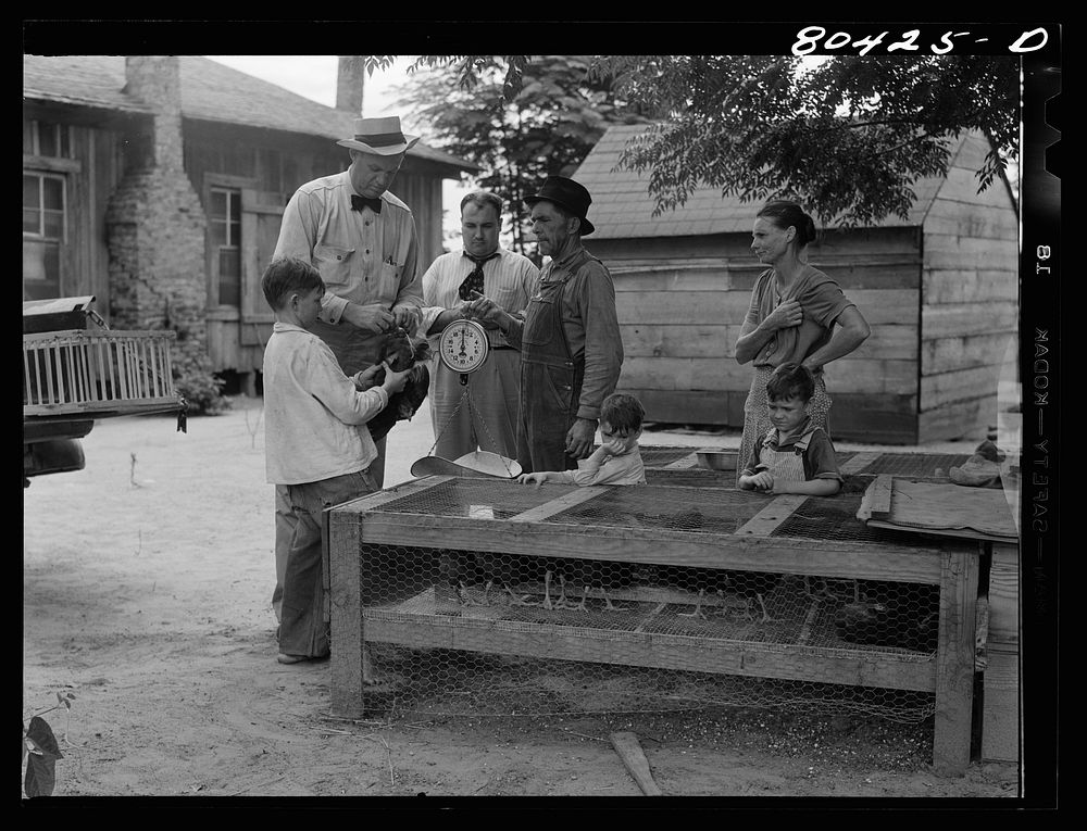 FSA (Farm Security Administration) county supervisor McArthur weighs in chickens for market. Coffee County, Alabama. Sourced…