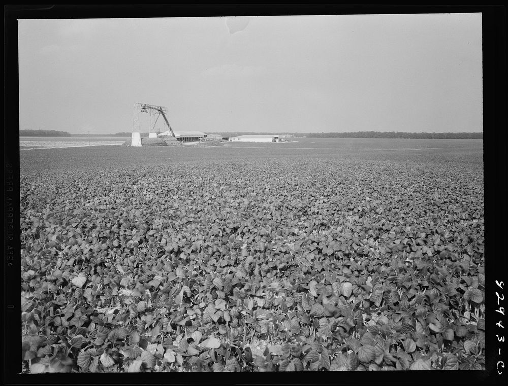 Bridgeton, New Jersey. Seabrook Farm. Bean field. Sourced from the Library of Congress.