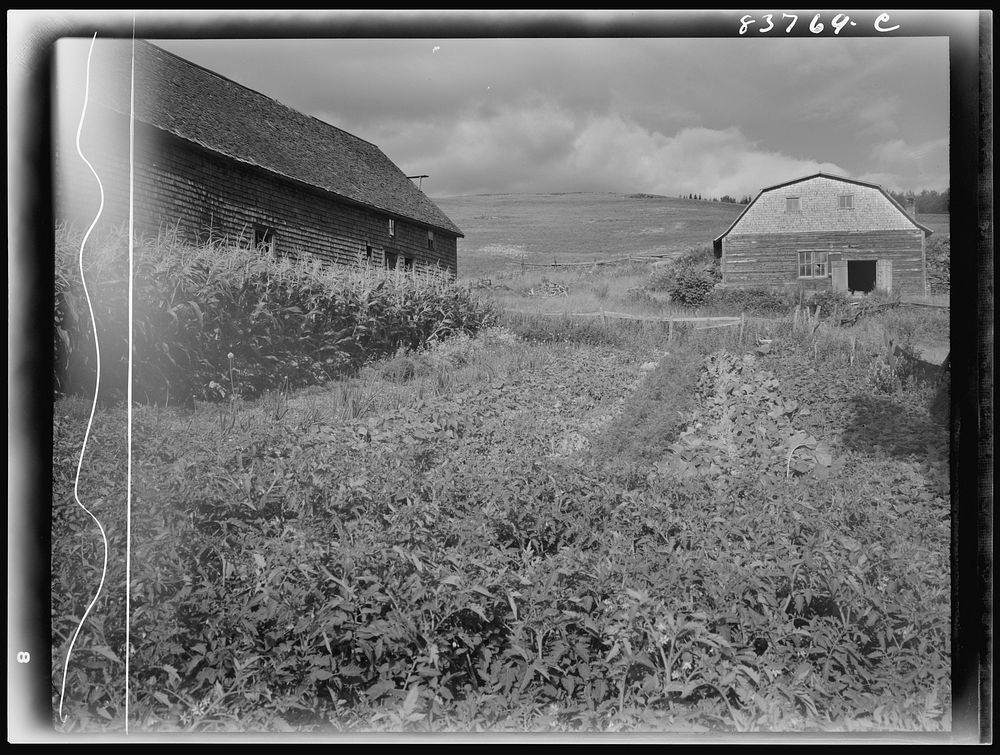 Fort Kent, Maine (vicinity). Vegetable garden on the [Leonard] Gagnon farm. Sourced from the Library of Congress.