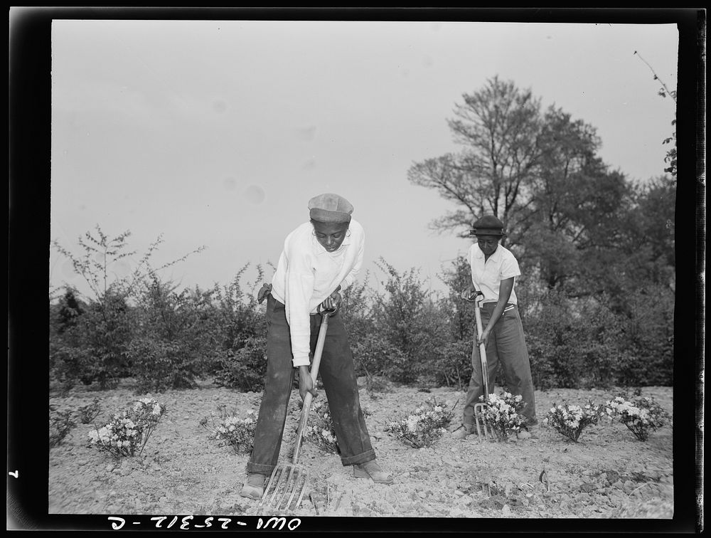 [Untitled photo, possibly related to: Manpower storage is so acute in Washington, D.C. that for the first time in history, …