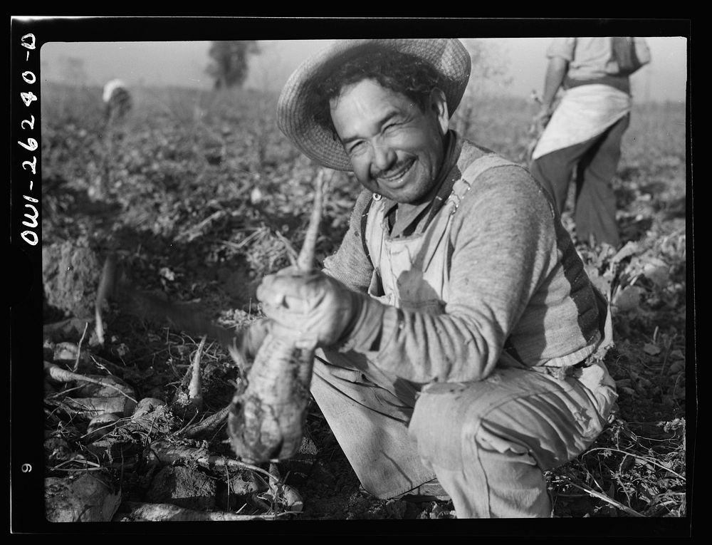 Stockton (vicinity), California. Mexican agricultural laborer topping sugar beets. Sourced from the Library of Congress.