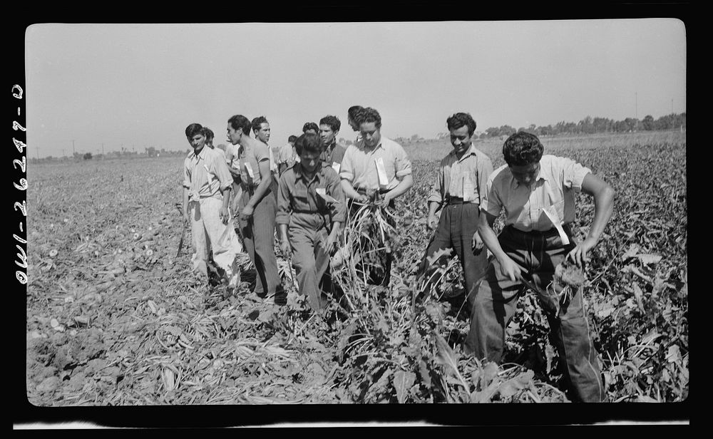 Stockton (vicinity), California. Mexican agricultural laborers topping sugar beets. Sourced from the Library of Congress.
