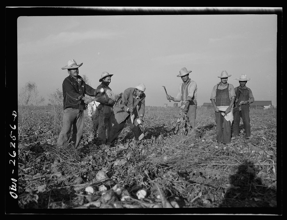 Stockton (vicinity), California. Mexican agricultural laborers topping sugar beets. Sourced from the Library of Congress.