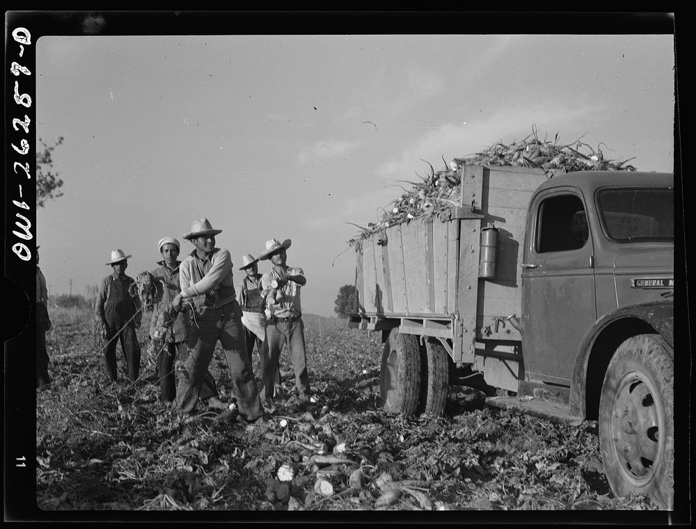 Stockton (vicinity), California. Mexican agricultural laborers throwing sugar beets into a truck. Sourced from the Library…