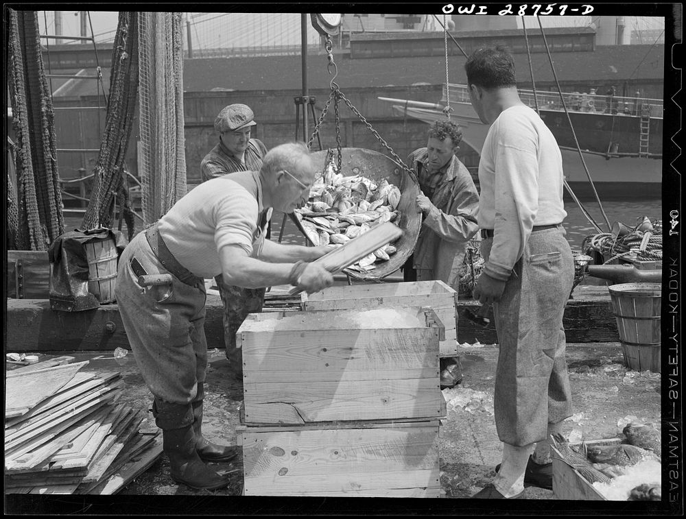 New York, New York. Dock stevedores packing and icing fish at the Fulton fish market. Sourced from the Library of Congress.
