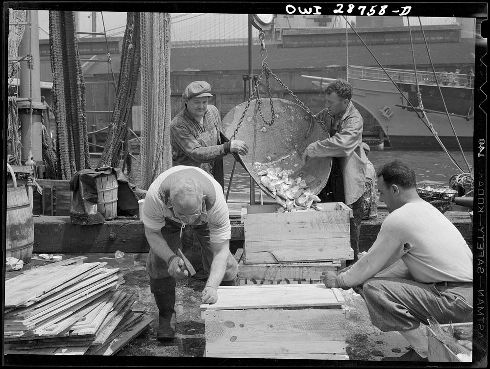 New York, New York. Dock stevedores packing and icing fish at the Fulton fish market. Sourced from the Library of Congress.