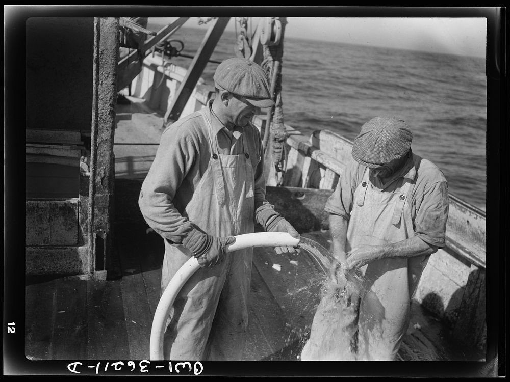 On board a fishing vessel out from Gloucester, Massachusetts. Fishermen on the deck washing up with a hose. Sourced from the…