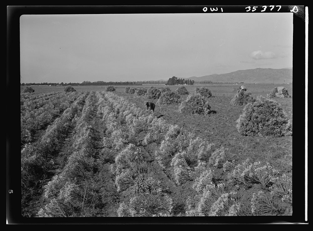 Salinas Valley, California. A young guayule field at the end of the first growing season. The plants were transplanted from…