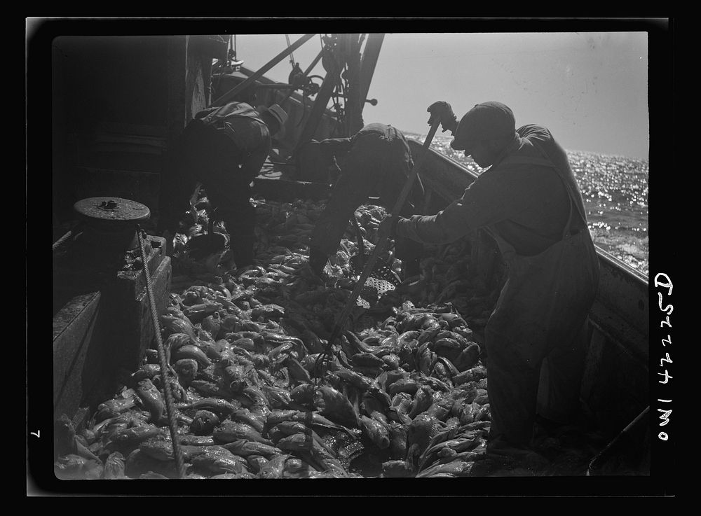 Gloucester, Massachusetts. Immediately after being caught, rosefish are shoveled into the hold for packing in ice. Once…
