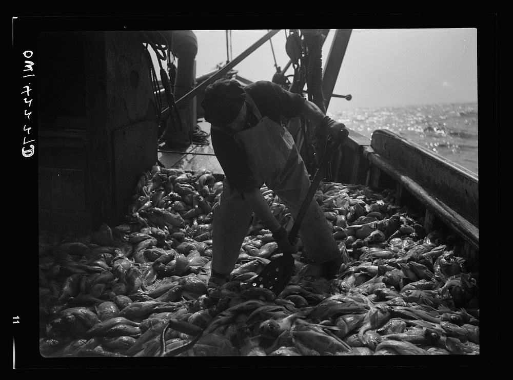 Gloucester, Massachusetts. Immediately after being caught, rosefish are shoveled into the hold for packing in ice. Once…