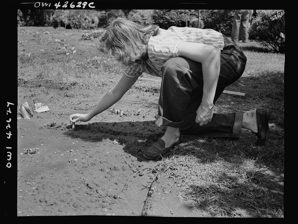 New York, New York. Victory gardening on the Charles Schwab estate. Sourced from the Library of Congress.