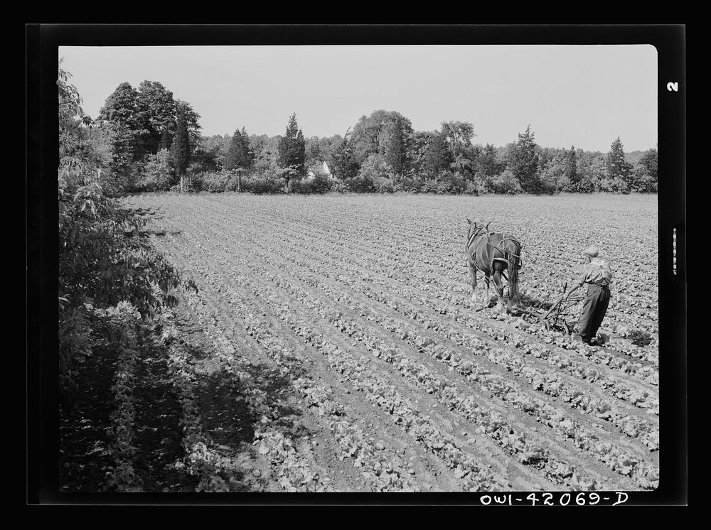 [Untitled photo, possibly related to: Southington, Connecticut. Gus Worke ploughing his field of lettuce]. Sourced from the…