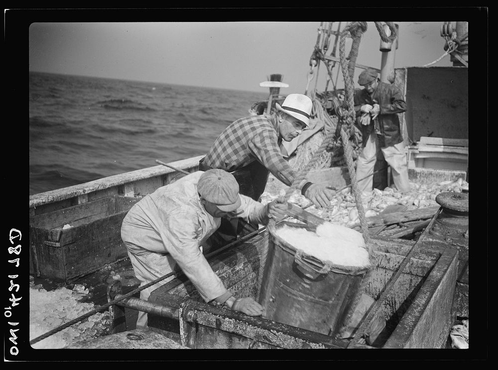 Gloucester, Massachusetts. Crew members throw overboard excess ice from the "Old Glory's" hold. Fishermen allow a proportion…