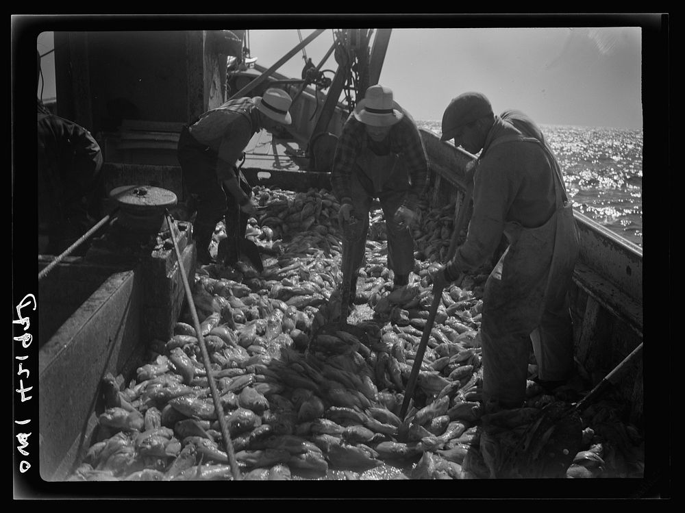 Gloucester, Massachusetts. Striking good fishing grounds, fishermen load their boat with rosefish. Only a thin slice from…