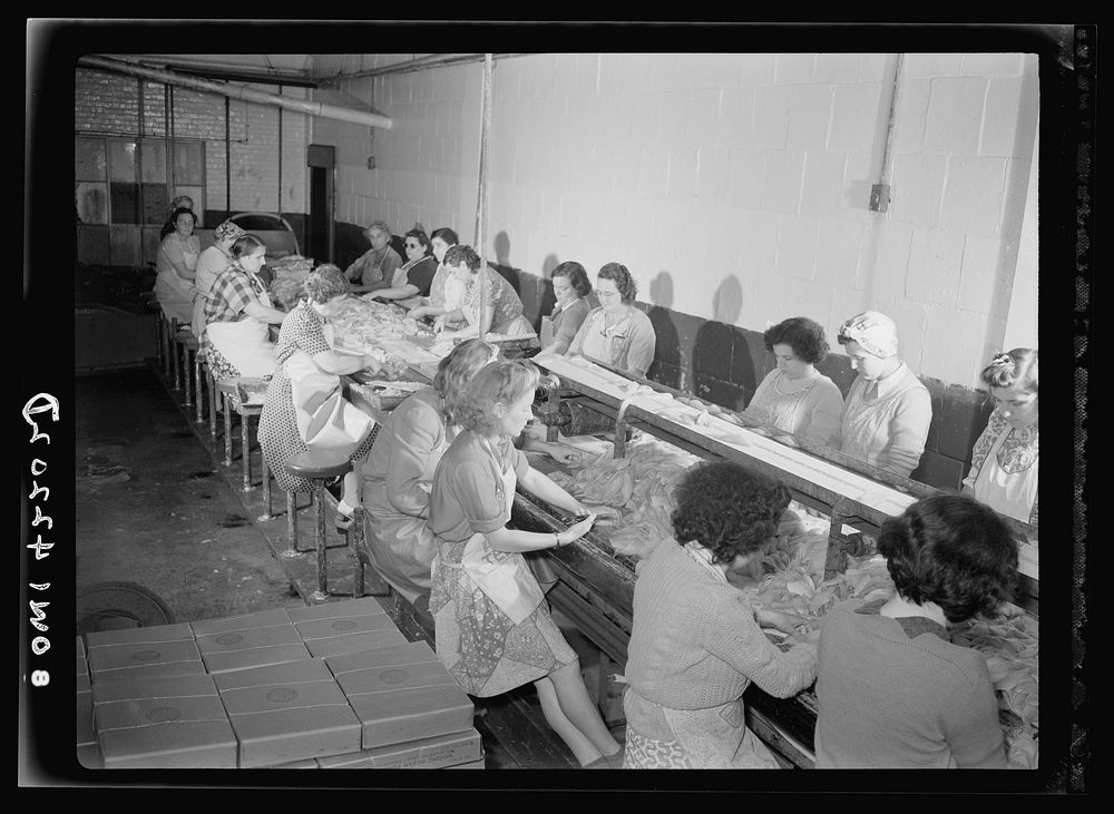 On board a fishing vessel out from Gloucester, Massachusetts. Women in a packing plant candling fish and cutting out a…