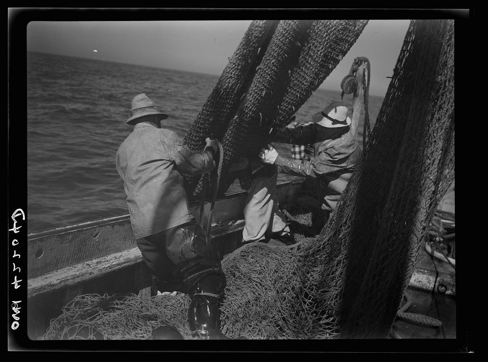 Gloucester, Massachusetts. The crew of "Old Glory"pulls up a sizeable haul of fish. Almost all of this catch will be…