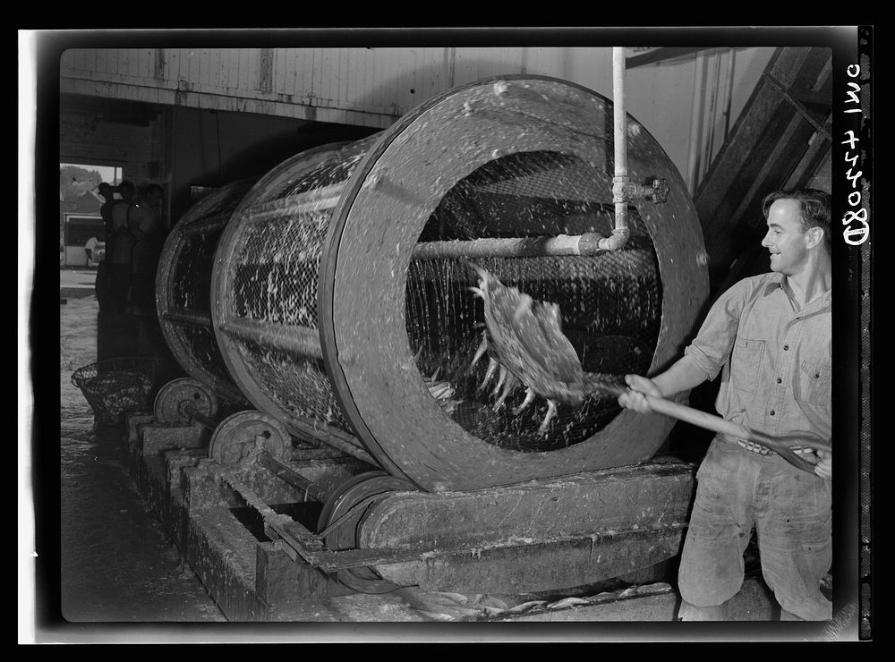 Gloucester, Massachusetts. Shoveling fish into the rotary scaler at a fish packing plant. Sourced from the Library of…