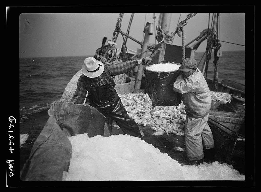 Gloucester, Massachusetts. Crew members throw overboard excess ice from "Old Glory's" hold. Fishermen allow a proporation of…