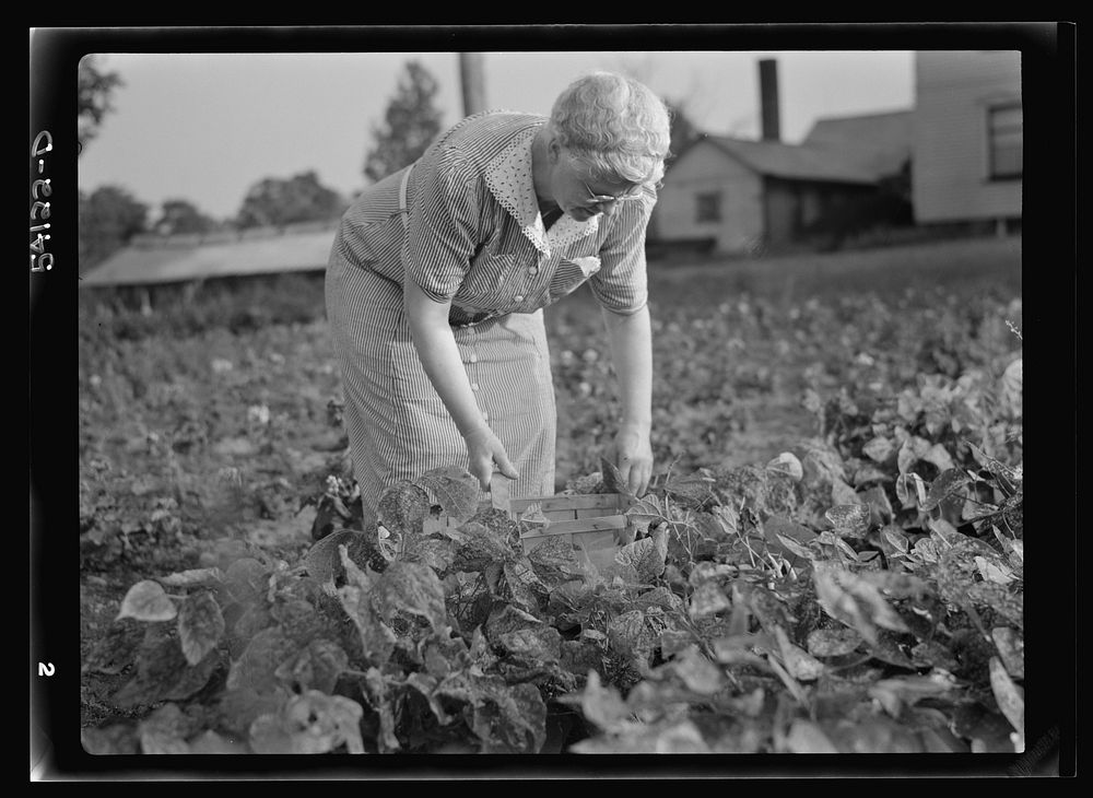 Mrs. Frank Rogers picking pencil pod beans which she will dry and store for later use. Sourced from the Library of Congress.