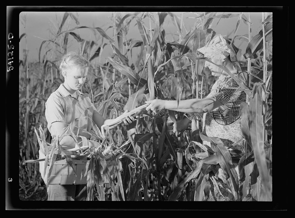 Mrs. Harry Mercer and neighbor Betty McClay, picking corn to be dried and stored for home use. Sourced from the Library of…
