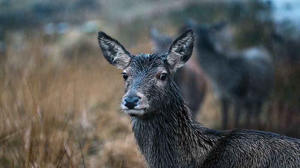 Animal desktop wallpaper background, deer at the Glen Etive, Scotland