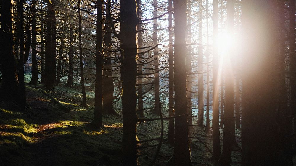 Nature desktop wallpaper background, sunlight beaming through the woods of Whinlatter Forest at the Lake District in England