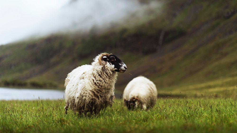 Animal desktop wallpaper background, Scottish Blackface sheep at Talisker Bay on the Isle of Skye in Scotland