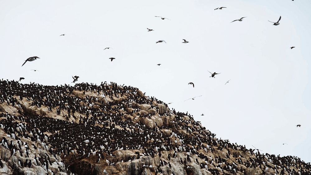 Animal desktop wallpaper background, flock of guillemots on the Farne Islands in Northumberland, England