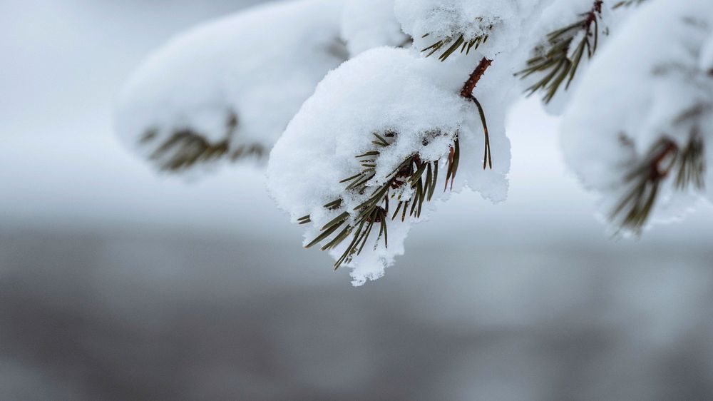 Winter desktop wallpaper background, snowy trees in Riisitunturi National Park, Finland